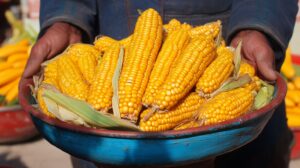 A farmer holding a large blue bowl filled with freshly harvested golden-yellow corn cobs, with more corn in the background