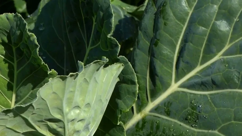 Close-up view of vibrant green leaves, showcasing the intricate details of a brake fluid flush